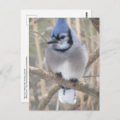 Blue Jay dans Elliot Lake Carte postale (Devant / Derrière)