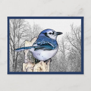 Blue Jay Drawing Briefkaart