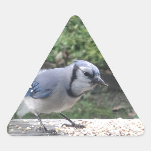 Blue Jay Driehoek Sticker