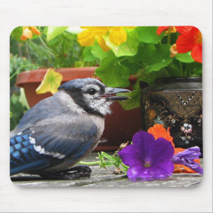 Blue Jay en Flowers Muismat