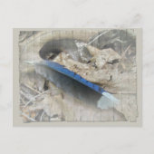 Blue Jay Feather Coördinating Items Briefkaart (Voorkant)