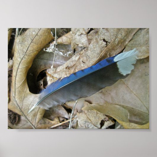 Blue Jay Feather Coördinating Items Poster (Voorkant)