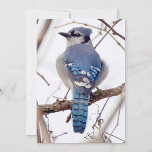 Blue Jay Flat Kaart (Voorkant)