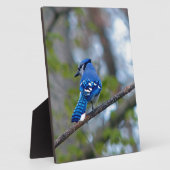 Blue Jay Fotoplaat (Zijkant)