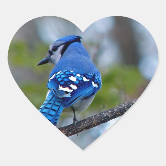 Blue Jay Hart Sticker (Voorkant)