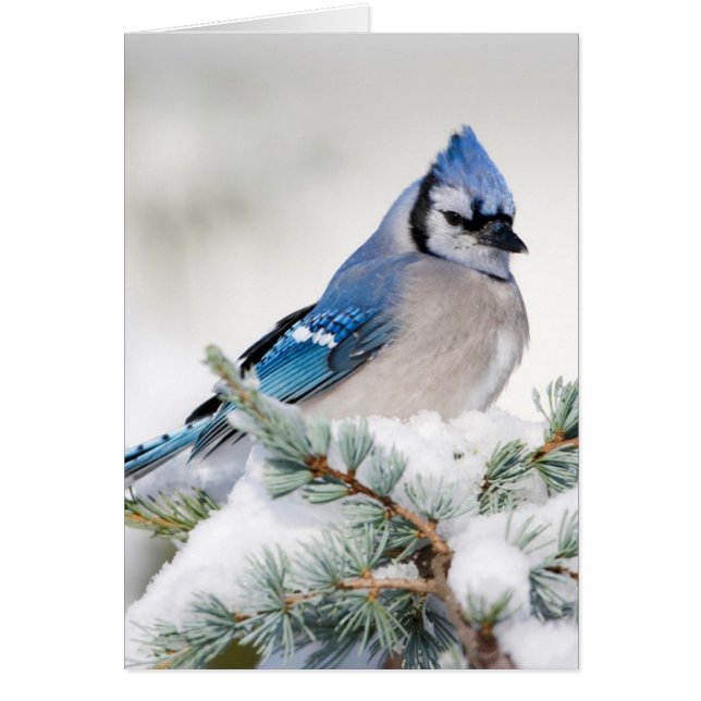Blue Jay in Blue Atlas Cedar (Voorkant)