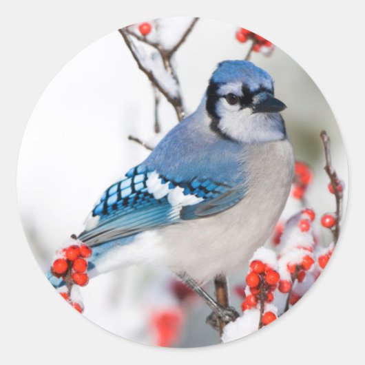 Blue Jay in Common Winterberry Ronde Sticker (Voorkant)