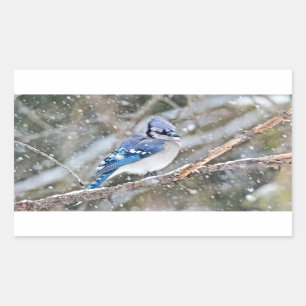 Blue Jay in een Snowstorm Rechthoekige Sticker