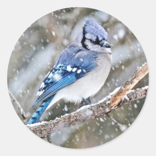 Blue Jay in een Snowstorm Ronde Sticker (Voorkant)