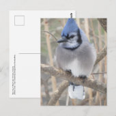 Blue Jay in Elliot Lake Briefkaart (Voorkant / Achterkant)