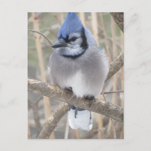 Blue Jay in Elliot Lake Briefkaart (Voorkant)
