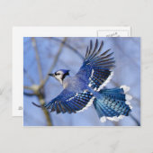 Blue Jay in Flight Briefkaart (Voorkant / Achterkant)