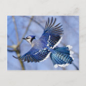 Blue Jay in Flight Briefkaart (Voorkant)