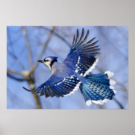 Blue Jay in Flight Poster (Voorkant)