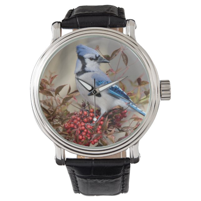 Blue Jay in Nandina Heavenly Bamboo Horloge (Voorkant)