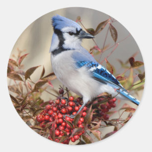 Blue Jay in Nandina Heavenly Bamboo Ronde Sticker
