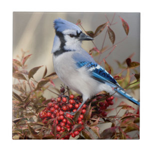Blue Jay in Nandina Heavenly Bamboo Tegeltje