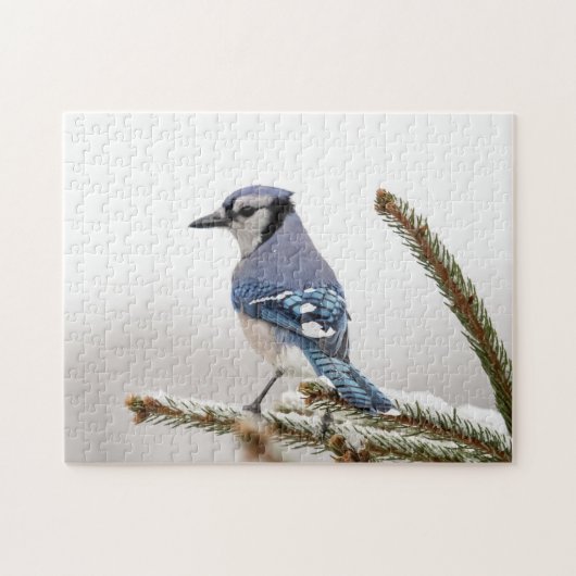 Blue Jay in Winter Legpuzzel (Horizontaal)