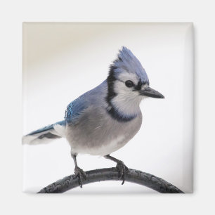 Blue Jay in Winter Magneet