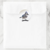 Blue Jay in Winter Ronde Sticker (Tas)