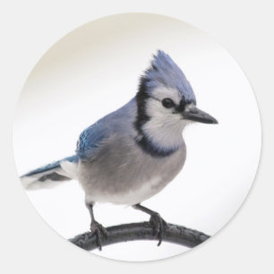 Blue Jay in Winter Ronde Sticker