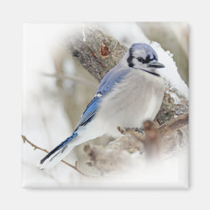 Blue Jay in Winter Snow Magneet