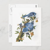 Blue Jay, John James Audubon Briefkaart (Voorkant / Achterkant)