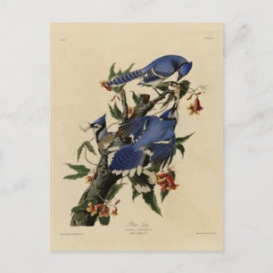 Blue Jay - John James Audubon's Birds of America Briefkaart