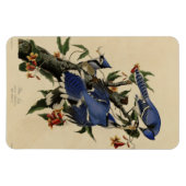 Blue Jay - John James Audubon's Birds of America Magneet (Horizontaal)