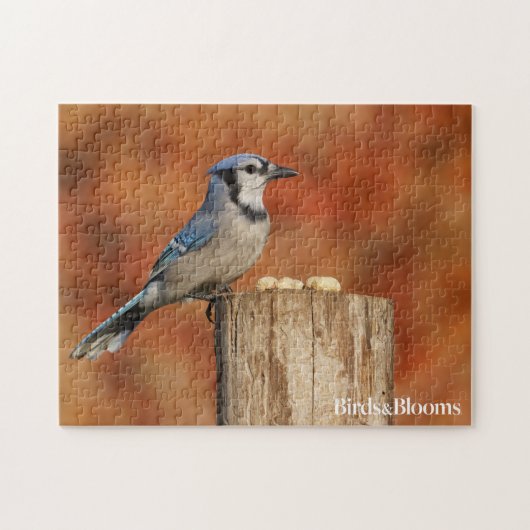 Blue Jay Legpuzzel (Horizontaal)