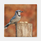 Blue Jay Magneet (Voorkant)