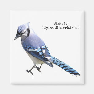 Blue Jay Magneet