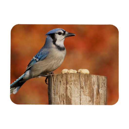 Blue Jay Magneet (Horizontaal)