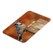 Blue Jay Magneet (Linkerzijde)