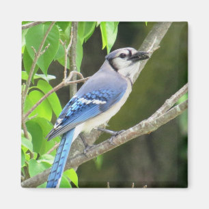 Blue Jay Magnet Magneet