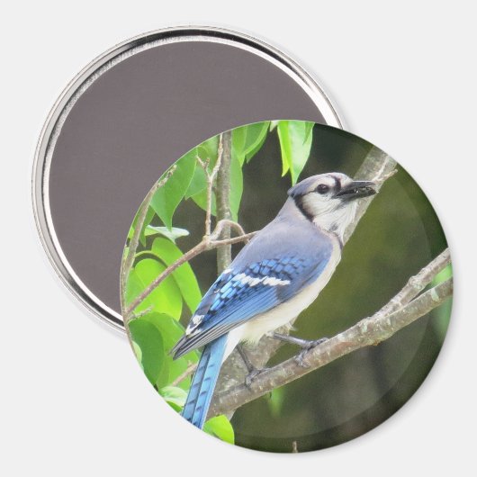 Blue Jay Magnet Magneet (Voorkant / Achterkant)