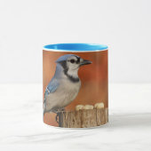 Blue Jay Mok (Midden)