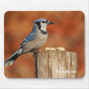 Blue Jay Muismat