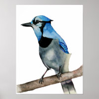 Blue Jay on Branch Waterverf Painting
