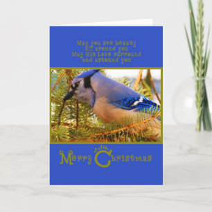 Blue Jay op Cedar Feeder een Fir Closeup Feestdagen Kaart