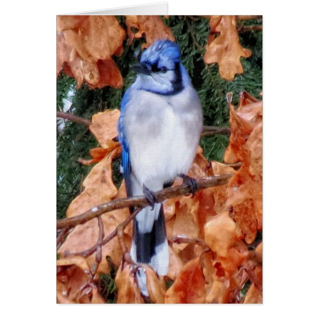 Blue Jay op eik (Voorkant)