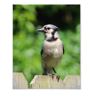Blue Jay op hek Foto Afdruk