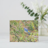 Blue Jay op Southern Wax Myrtle Briefkaart (Staand voorkant)