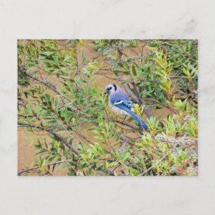 Blue Jay op Southern Wax Myrtle Briefkaart
