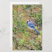 Blue Jay op Southern Wax Myrtle Briefpapier (Voorkant / Achterkant)