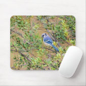 Blue Jay op Southern Wax Myrtle Muismat (Met muis)