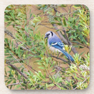 Blue Jay op Wax Myrtle Bier Onderzetter