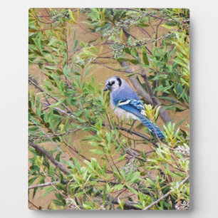 Blue Jay op Wax Myrtle Fotoplaat