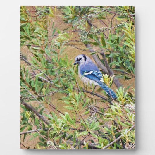 Blue Jay op Wax Myrtle Fotoplaat (Voorkant)