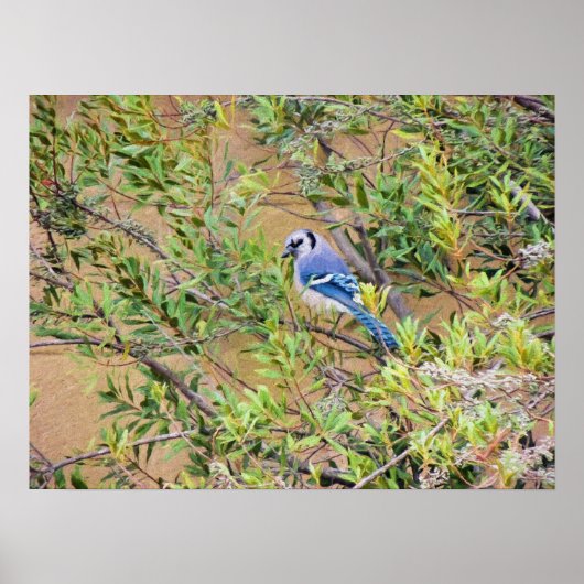 Blue Jay op Wax Myrtle Poster (Voorkant)